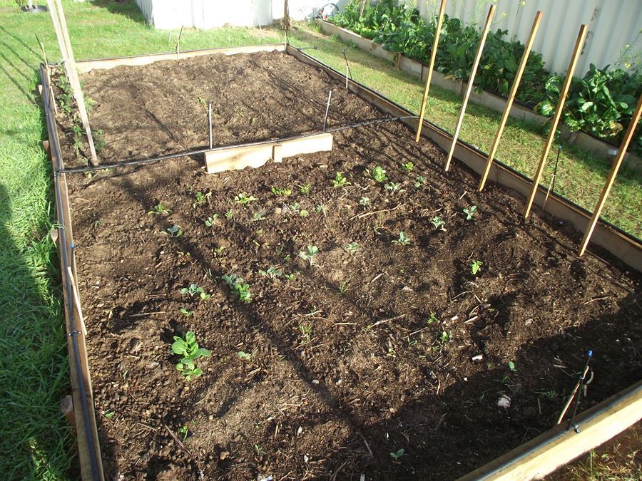 The new veggie patch